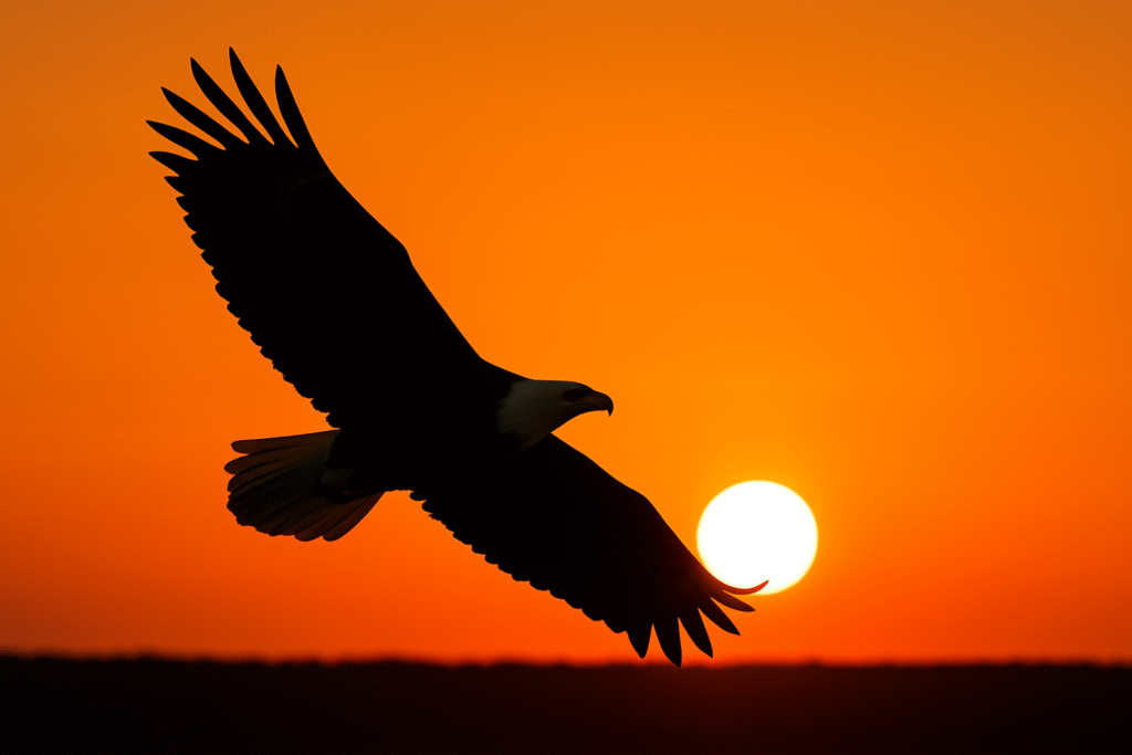 Silhouette of an eagle flying across an orange sky at sunset, symbolizing freedom and elevation